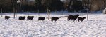 Moutons noirs sur neige blanche