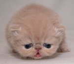 pleurer-photos-de-chats-nb6376.jpg