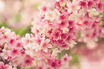 3-cerisier-cherry-blossoms-japon-sakura-spring.jpg