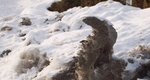 L'hippocampe des neiges<br />ou Yshkonawey