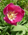 tuliperose.jpg