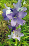 Campanula primulifolia