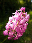 Anacamptis pyramidalis