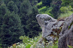 Au pays des marmottes, y'a le frérot rocher.