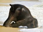 Eléphant tête dans le sable.jpg