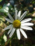 Marguerite