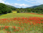 Les coquelicots