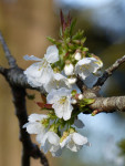 Cerises en aube.jpg