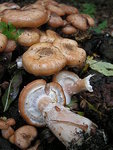 Armillaire couleur de miel (1).jpg