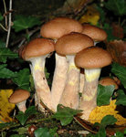 Armillaire couleur de miel (2).jpg