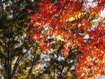 Feux de l'automne