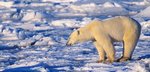 rechauffement-climatique-fonte-des-glaciers.jpg