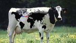 Vache géographique 2.JPG
