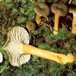 Girolles en tube