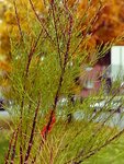 100_0319-800.jpg