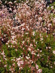 saxifraga_urbium.jpg