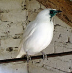 Pajaro campana
