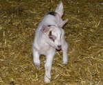 Chevreau.JPG