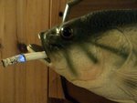 poisson dealer.jpg