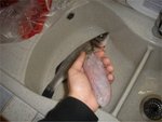 estomac de loup de mer.jpg