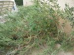 DSCN3912.JPG