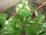 DSCN3915.JPG