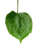 Coeur de tilleul