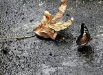 Un papillon et une feuille morte
