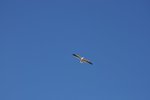 Gaviota chilota (mouette de Chiloé)