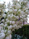 Photo 044.jpg