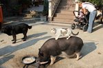 cochon chat.jpg