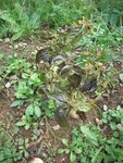 DSCN5519.JPG