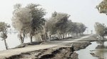 arbres au Pakistan.jpg
