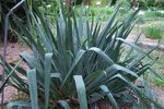 Yucca filamentosa (1).jpg