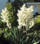 Yucca filementosa (2).jpg