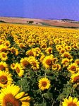 tournesol [1024x768].jpg