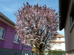 prunus.jpg