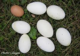 oeufs d'oie.jpg
