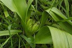 colchique sauvage (début de fleur).jpg