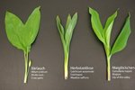 ail_des_ours_colchique_muguet.jpg