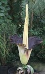 amorphopphallus-titanum.jpg