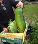 courgette.jpg