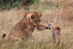 Lionne adopte faon.jpg