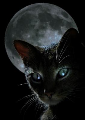 malchance chat noir.jpg