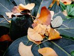 feuilles.jpg