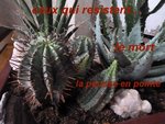 cactus.JPG