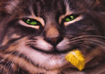 animaux-chats-00303.gif