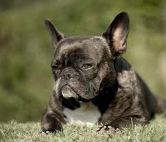 Bouledogue.jpg