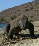 Varan de Komodo.jpg