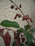 DSCN1536.JPG